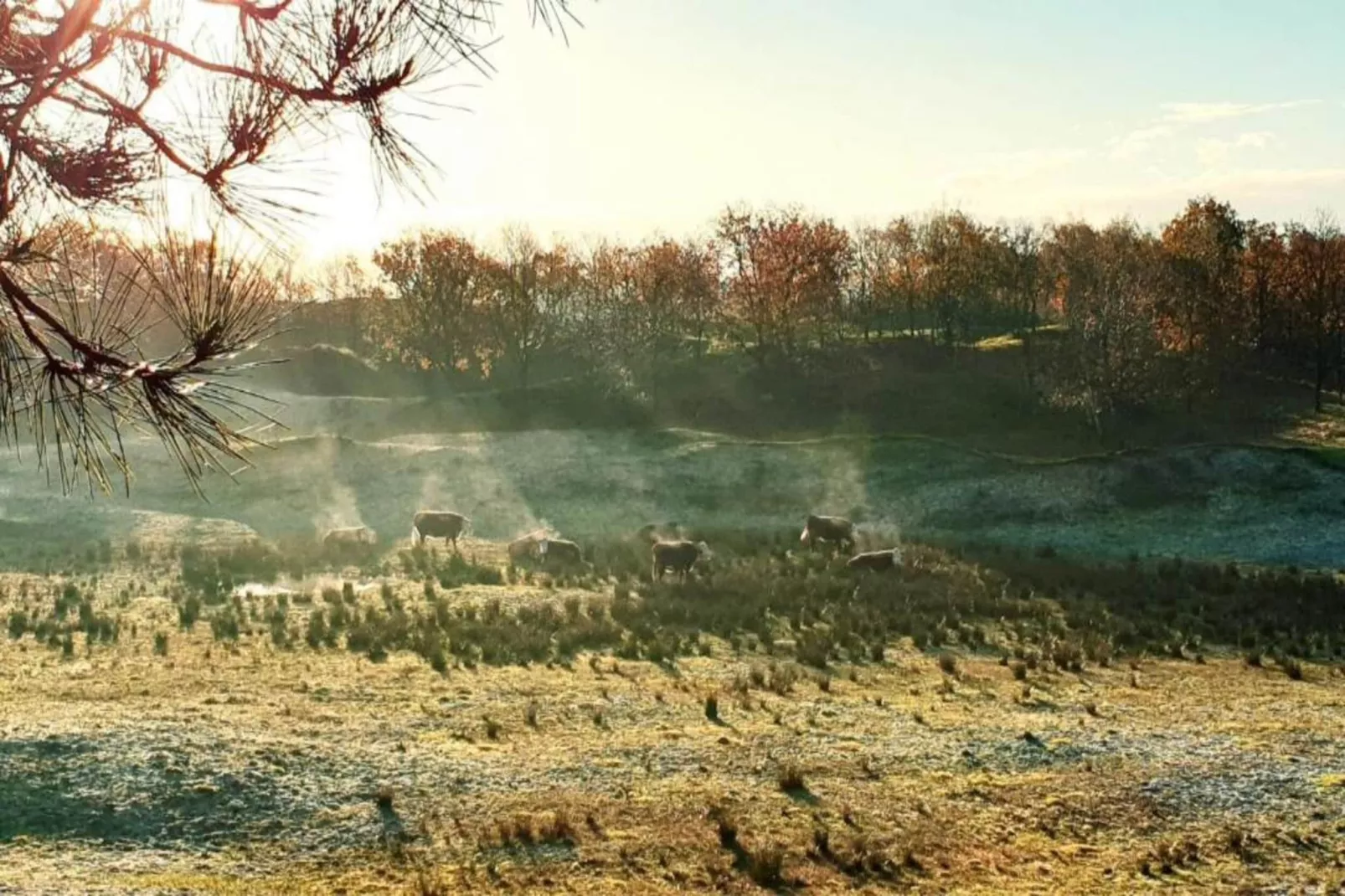 Vakantiepark Hof Domburg 23-Gebieden zomer 20km