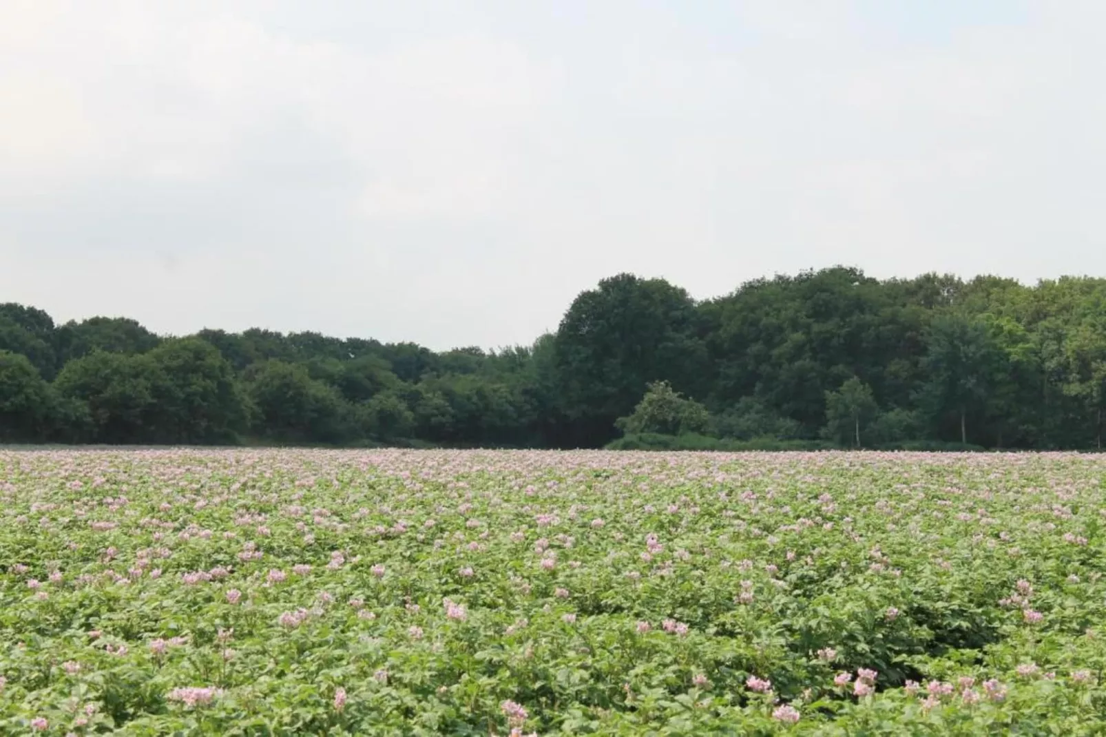 Vakantiepark de Katjeskelder 17-Gebieden zomer 5km