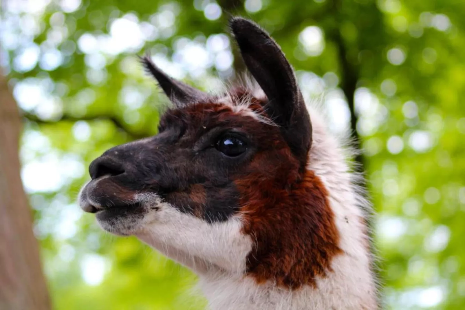 Residence de Eese 15-Gebieden zomer 20km