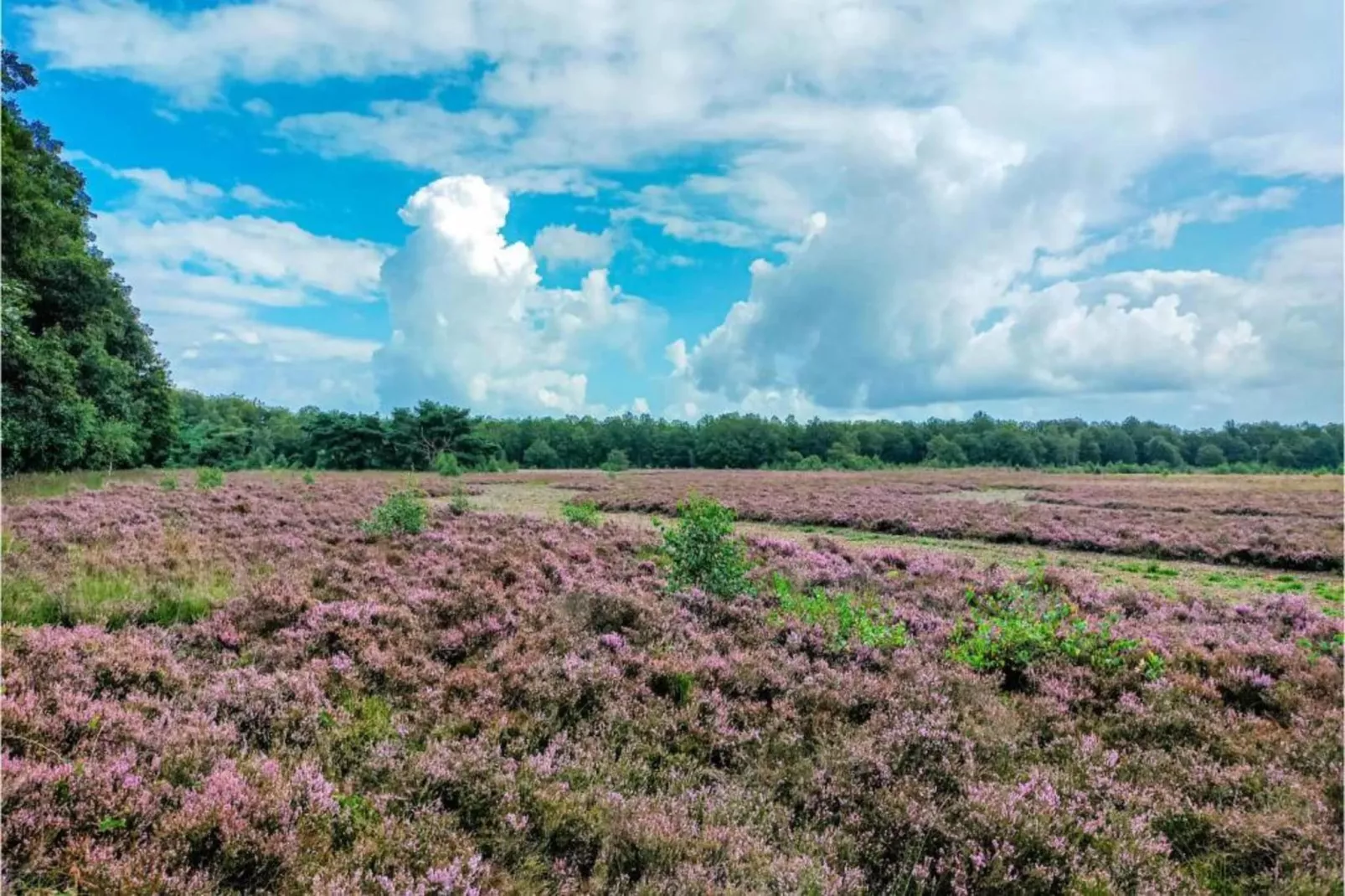 Vakantiepark Hunzedal 16 - Gebieden zomer 20km