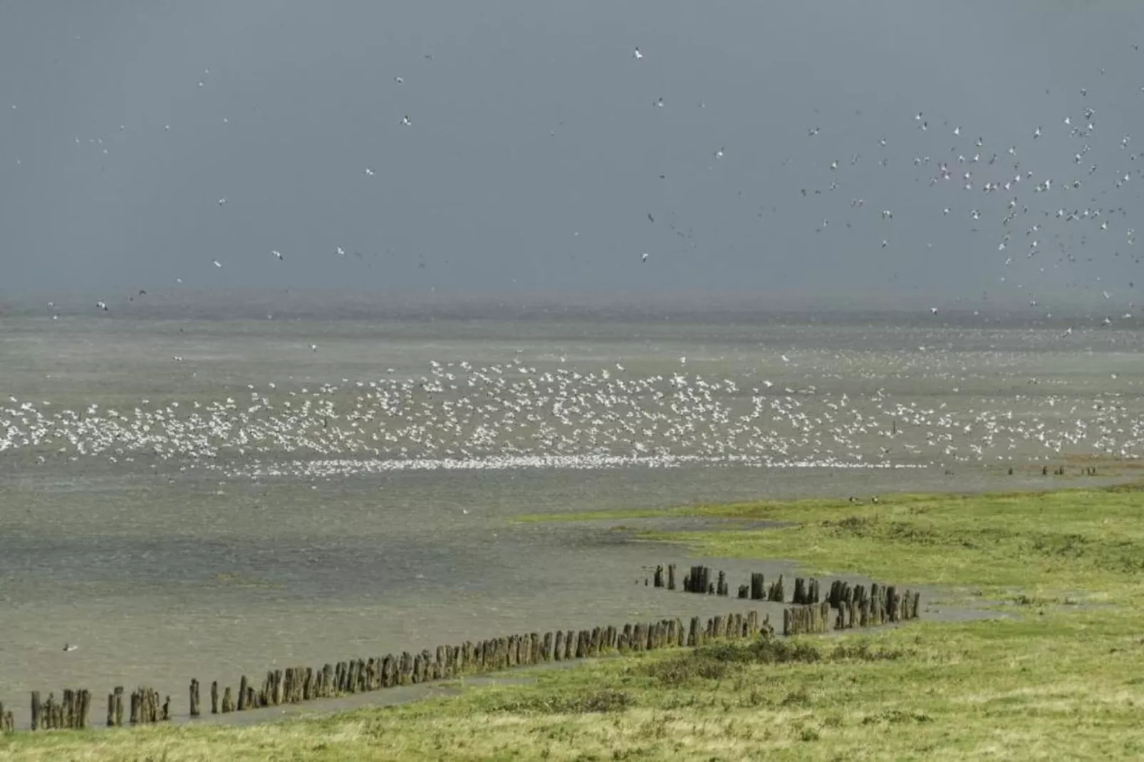 De Scholekster-Gebieden zomer 5km