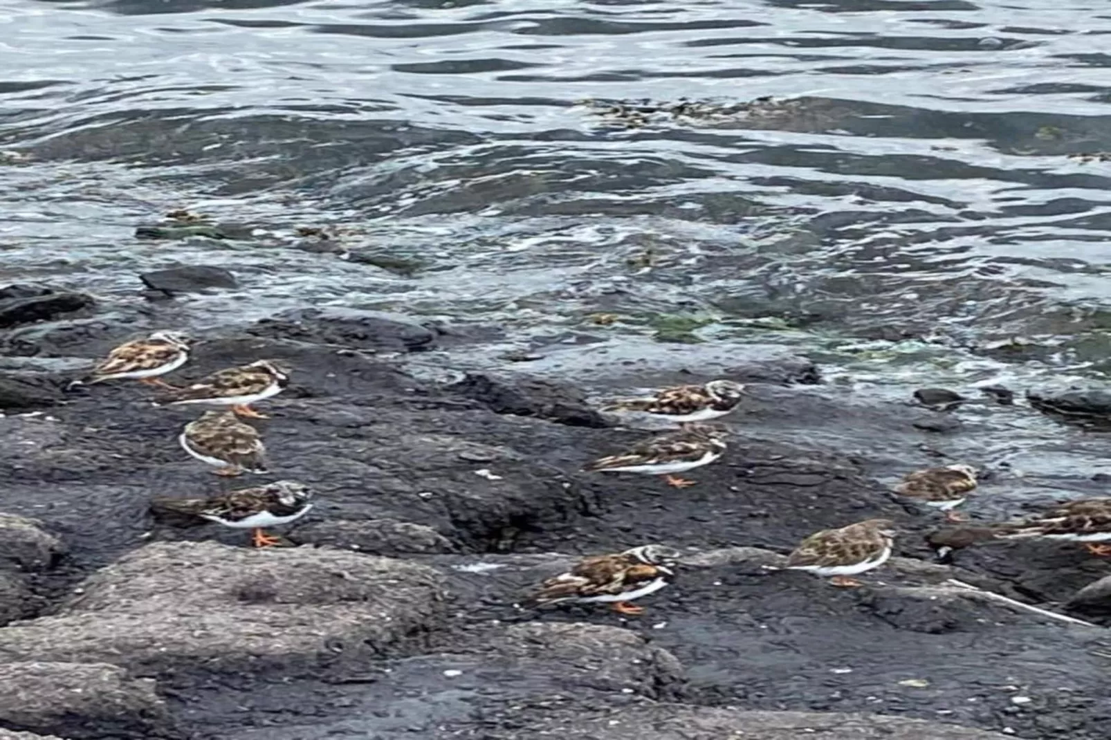 De Meerkoet Huis Nr 37-Gebieden zomer 20km