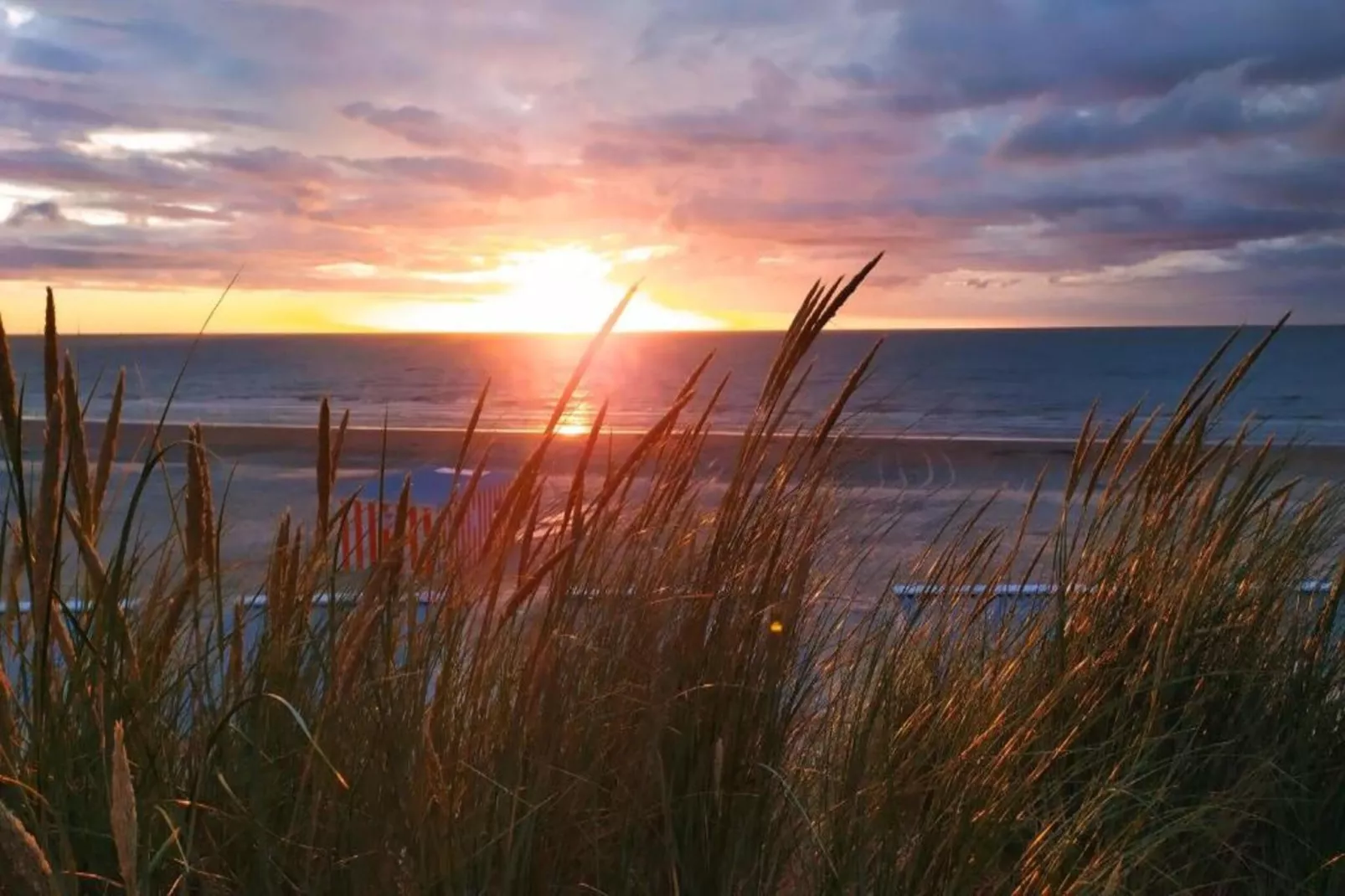 Campanula gv03g-Gebieden zomer 1km