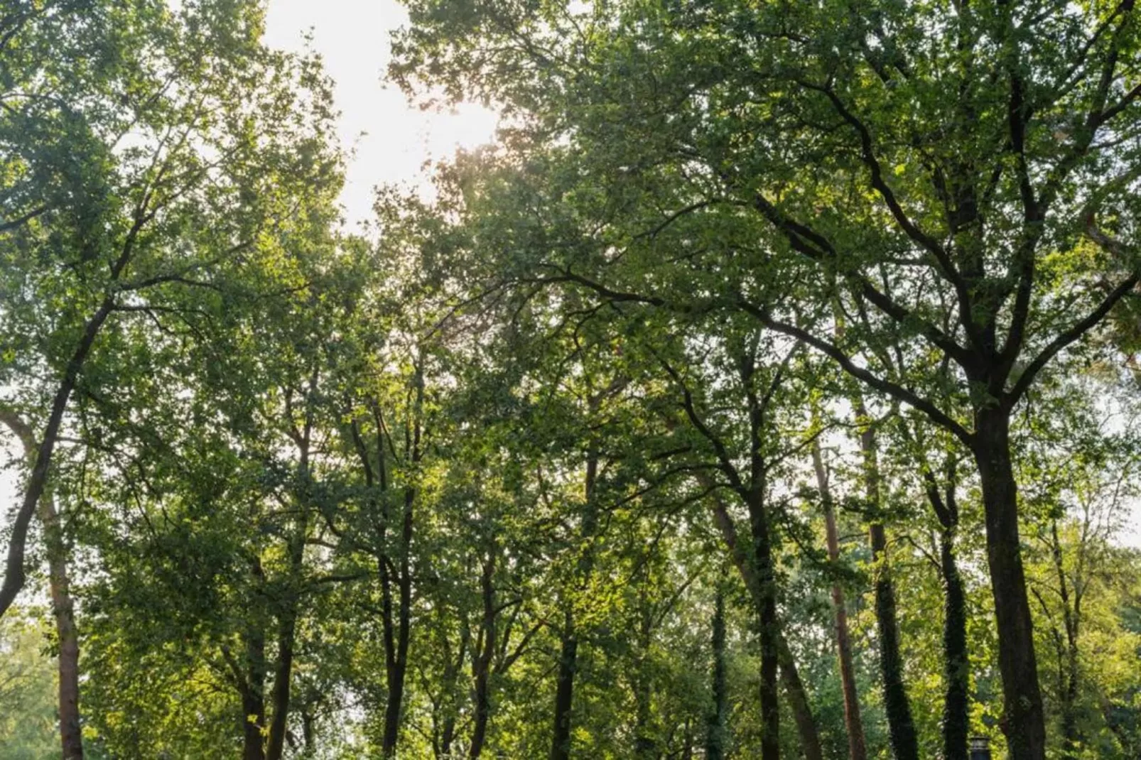 Vakantiepark De Rimboe & De Woeste Hoogte 40 - Gebieden zomer 1km