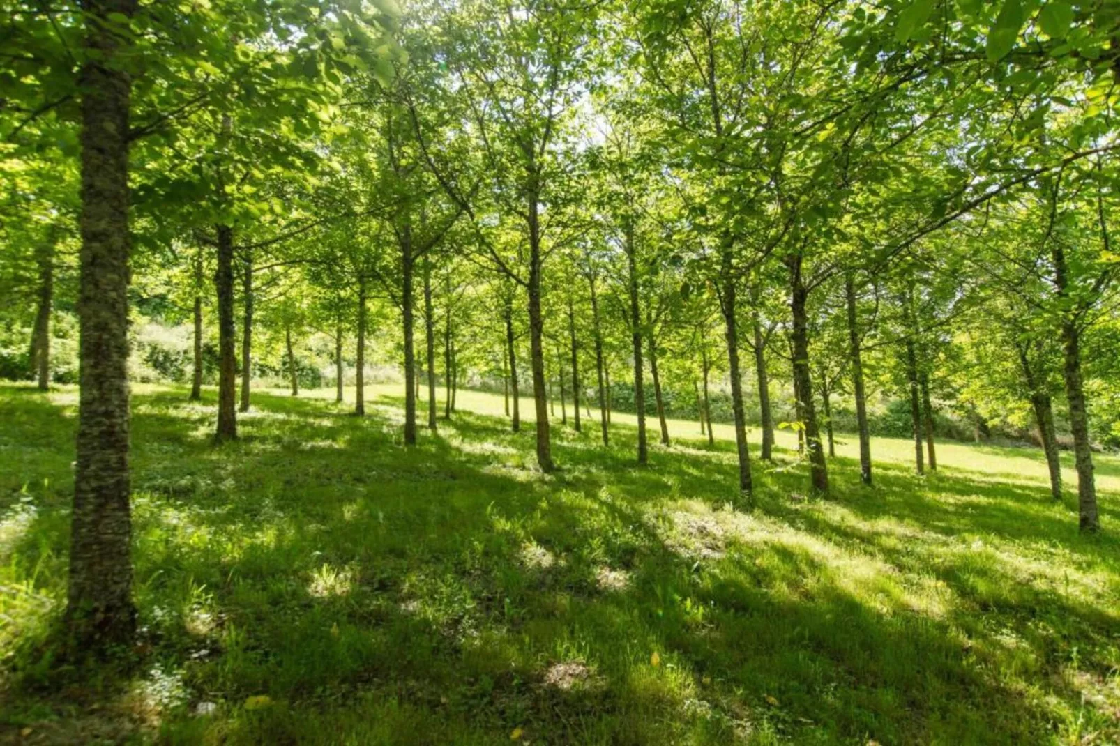 Il Cipresso-Gebieden zomer 20km