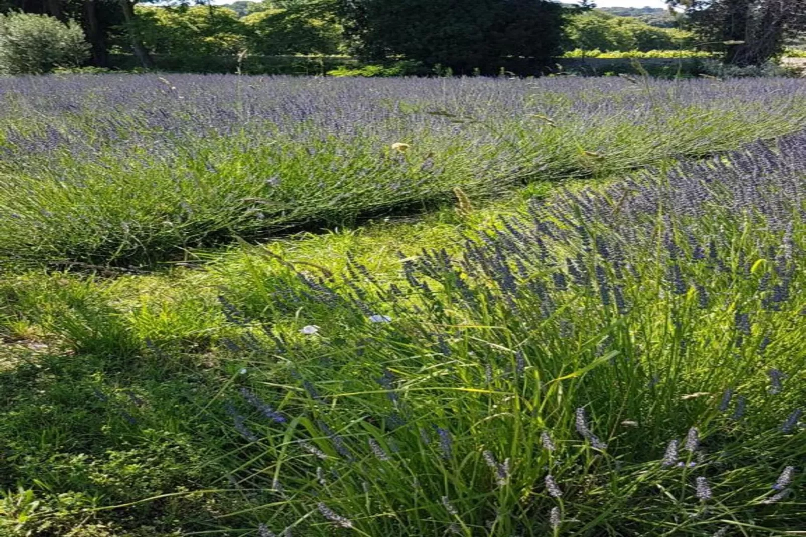 Alana-Gebieden zomer 20km