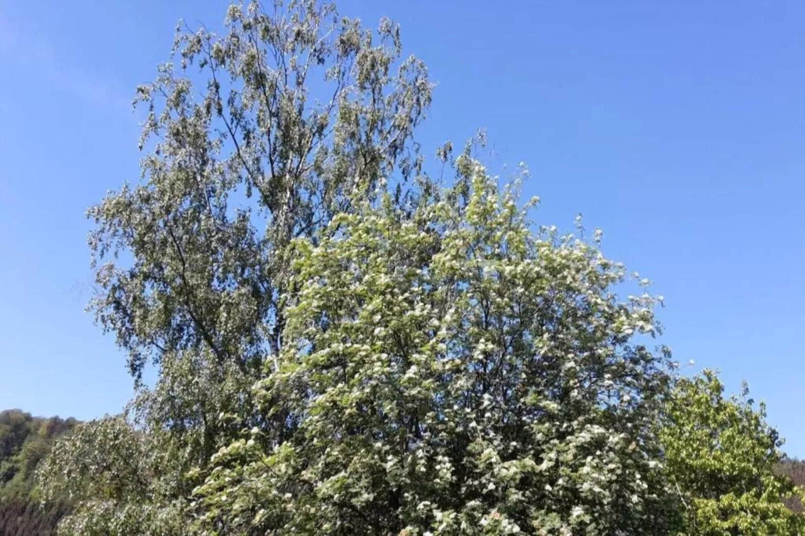Baltic Hus-Gebieden zomer 20km