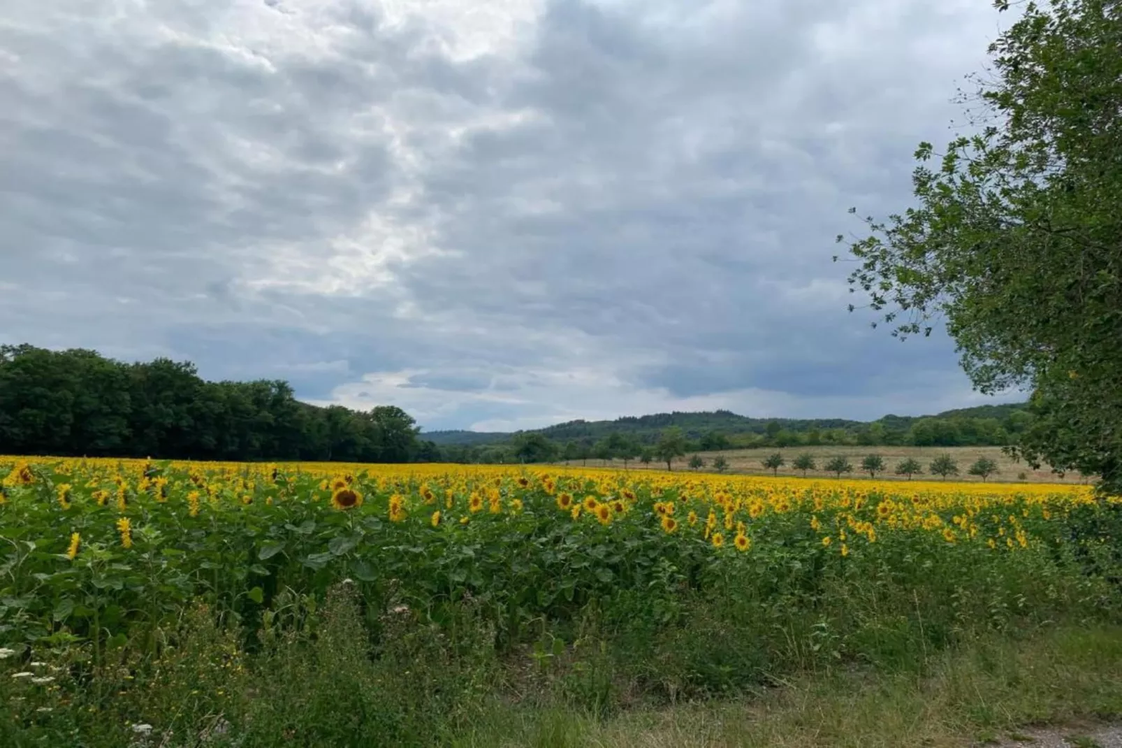 Blankenburg-Gebieden zomer 5km