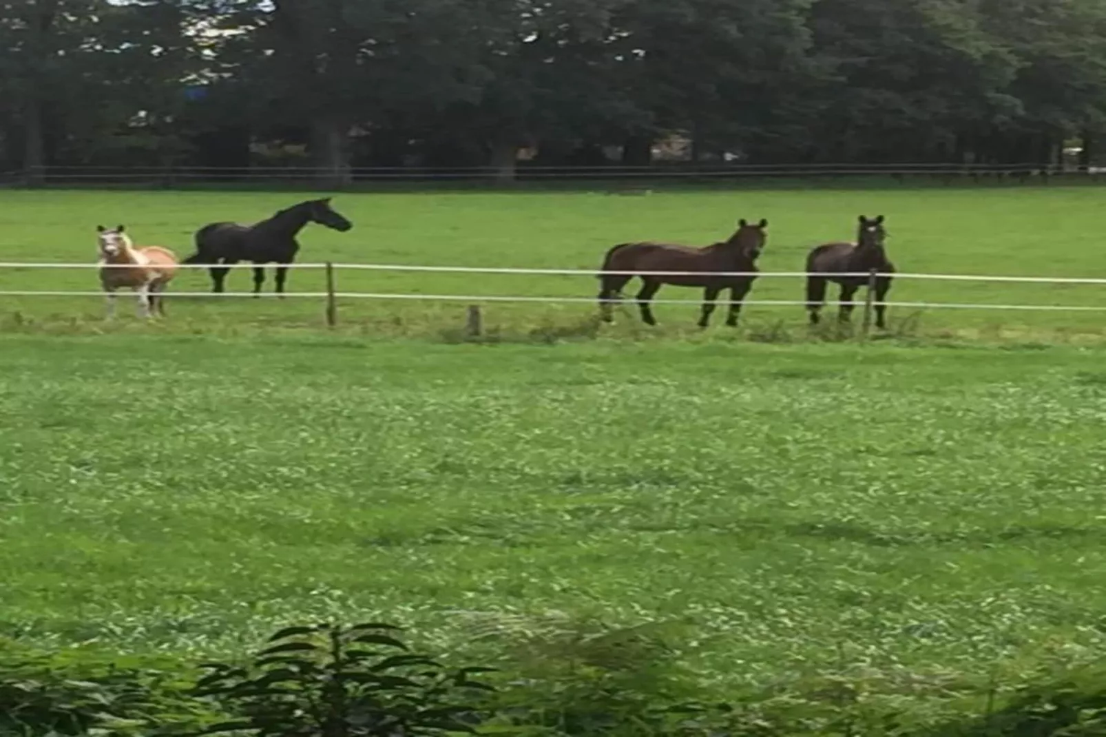 Ferienresort Bad Bentheim 7-Gebieden zomer 20km