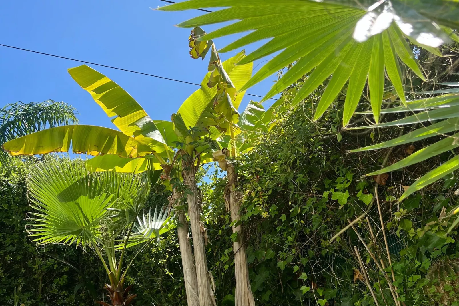 Casa Porto do Son-Tuinen zomer