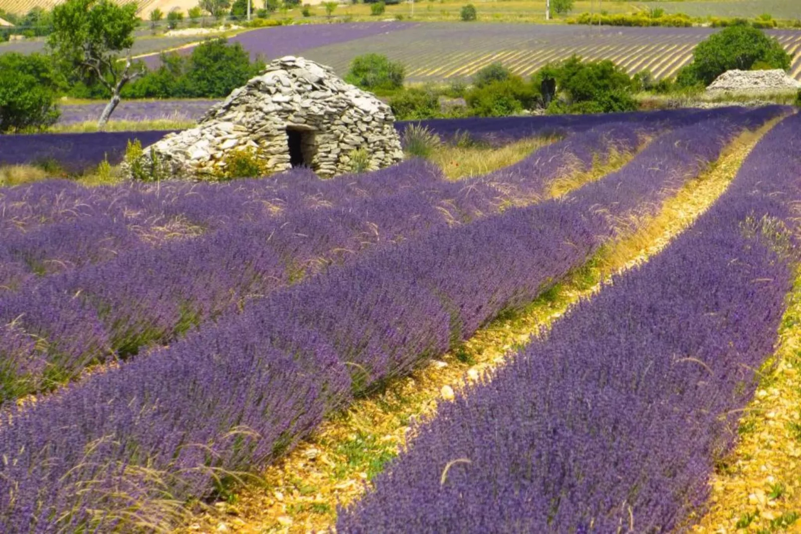 Au château près du Ventoux V-Gebieden zomer 5km