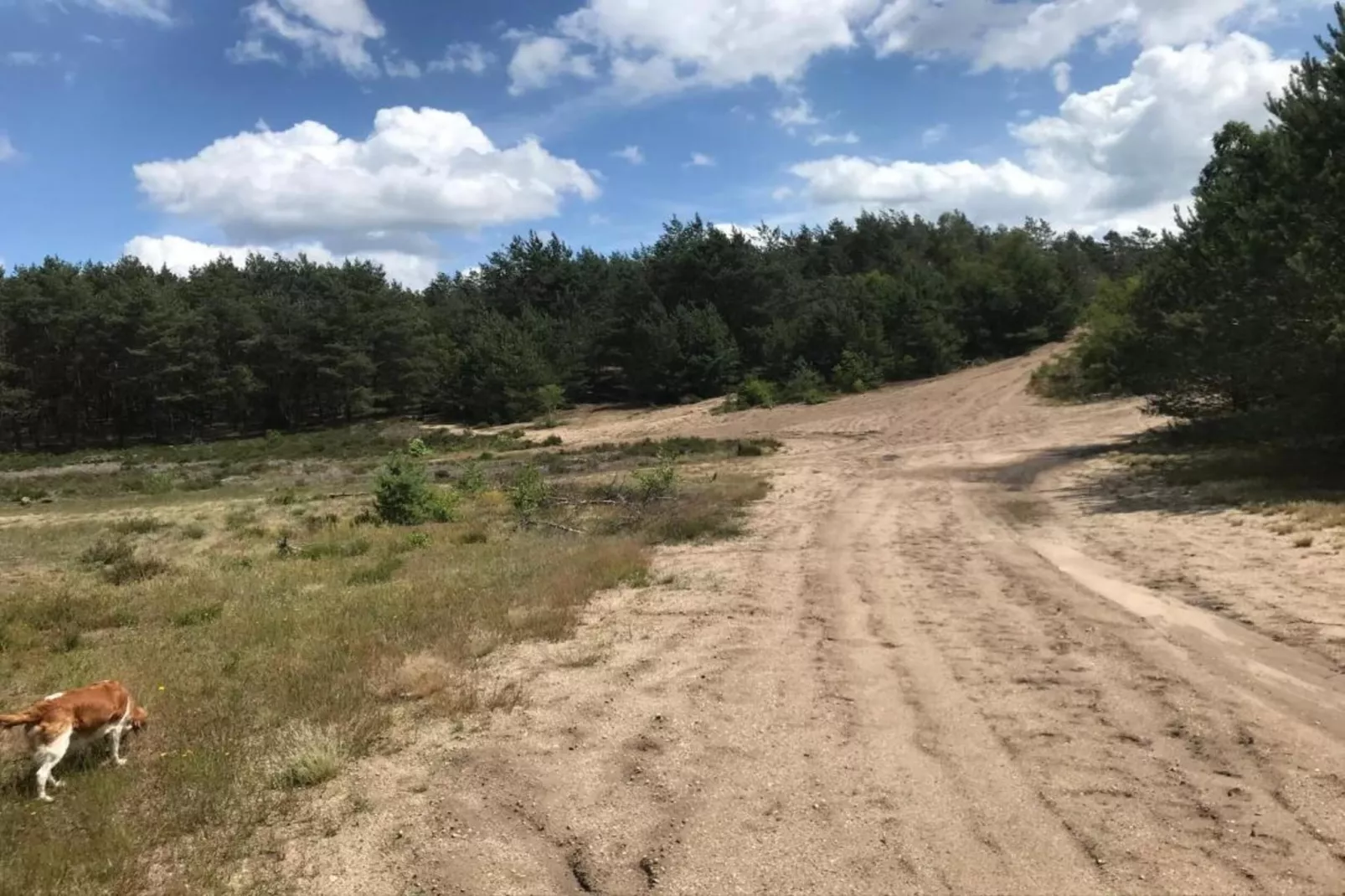De Veluwse Eekhoorn-Gebieden zomer 20km