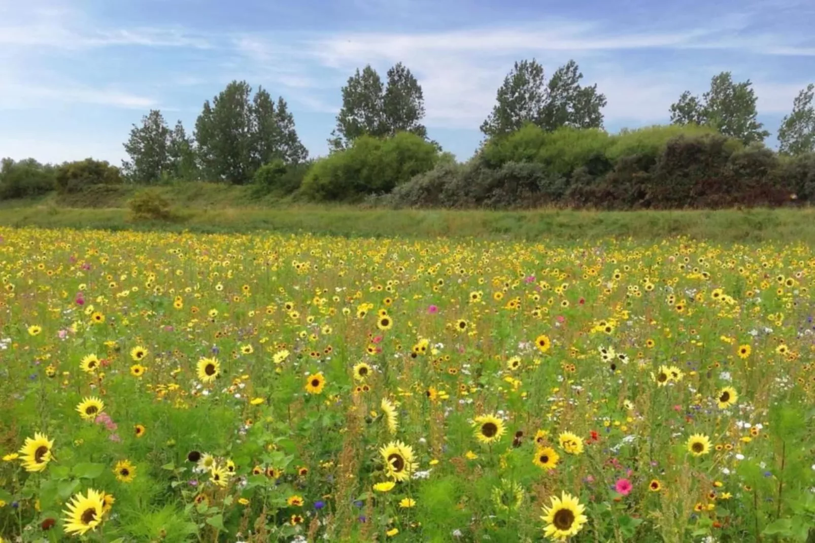 Domein het Camperveer Veerse Meer 3-Gebieden zomer 5km