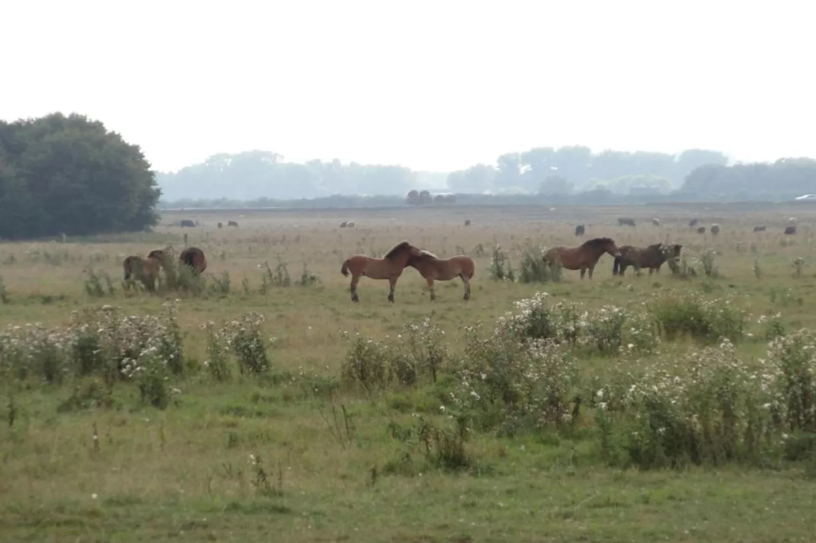 Vakantiepark Schaijk 7-Gebieden zomer 5km