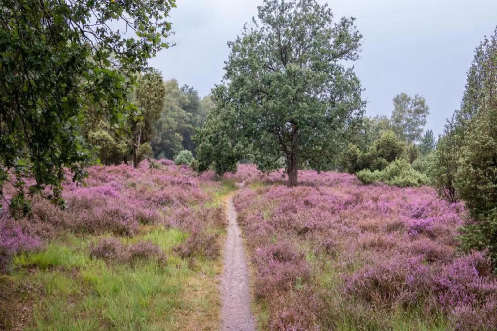 Vakantiepark Mölke 30-Gebieden zomer 20km