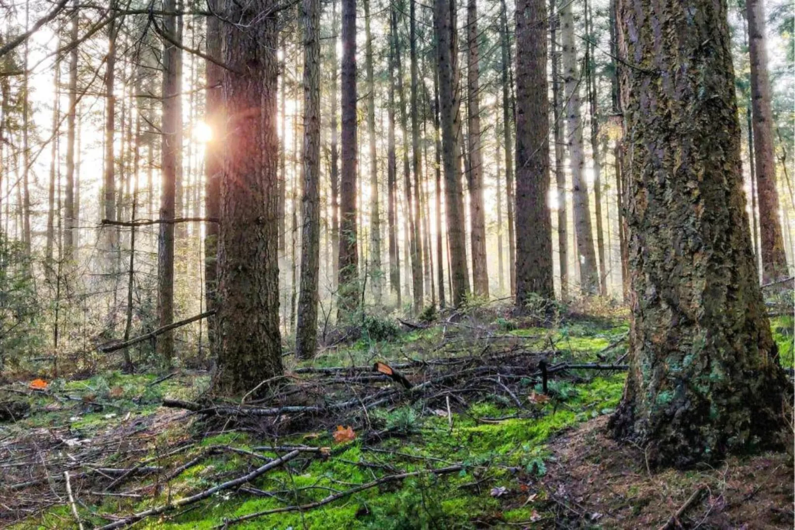 RCN Vakantiepark de Noordster 4-Gebieden zomer 20km