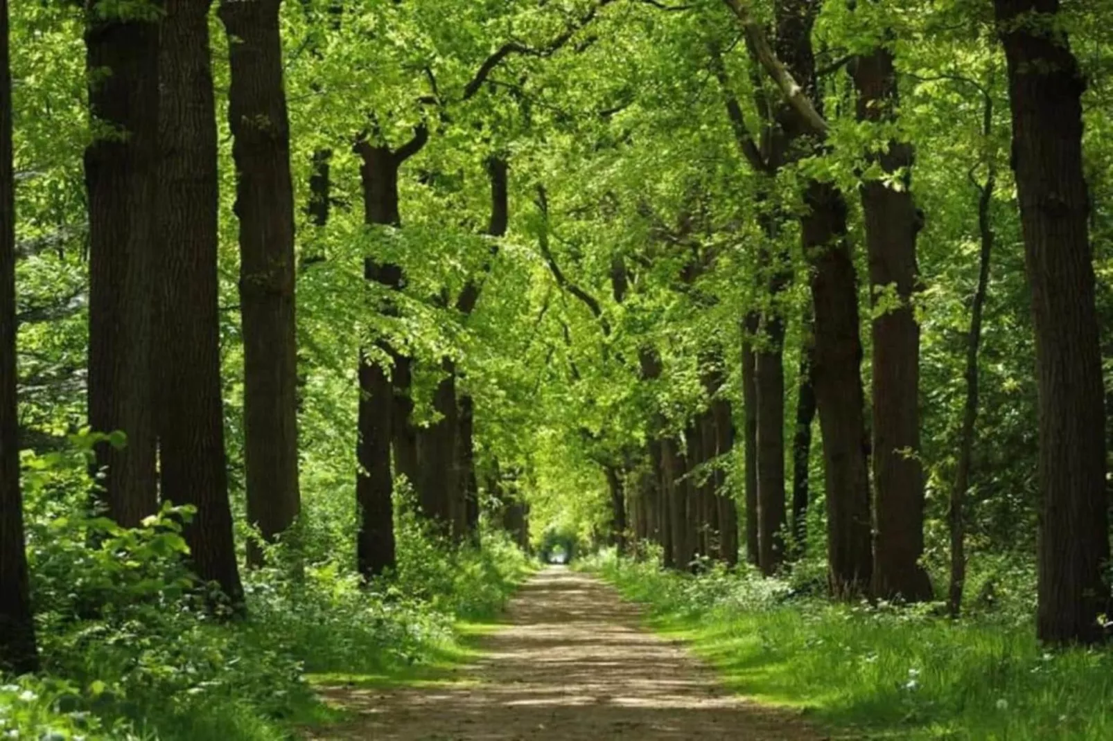 Huize Lewis-Gebieden zomer 5km