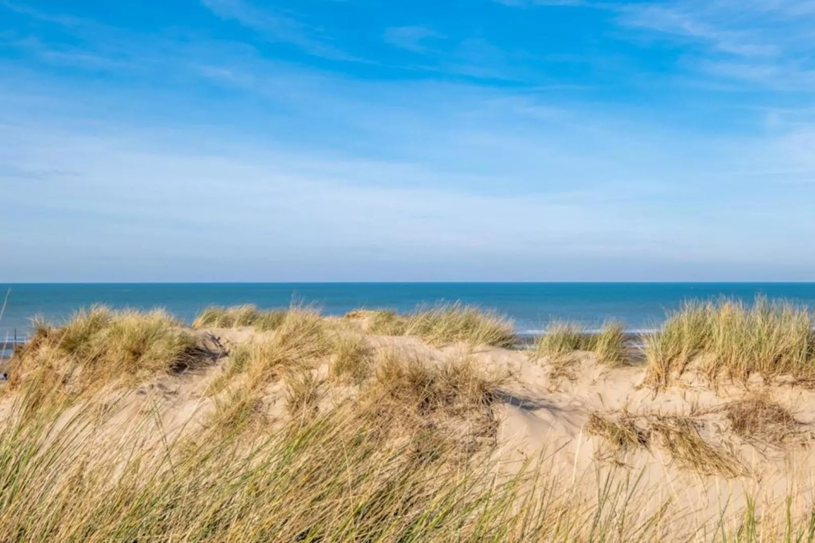 Campanula gv03g-Gebieden zomer 1km