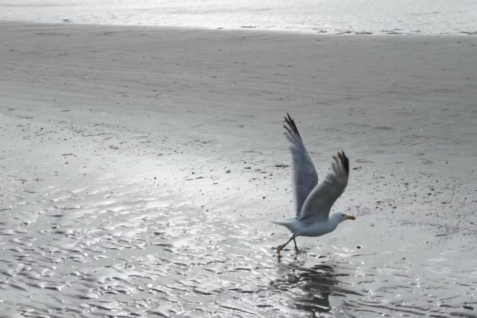 Seahouse 102-Gebieden zomer 1km
