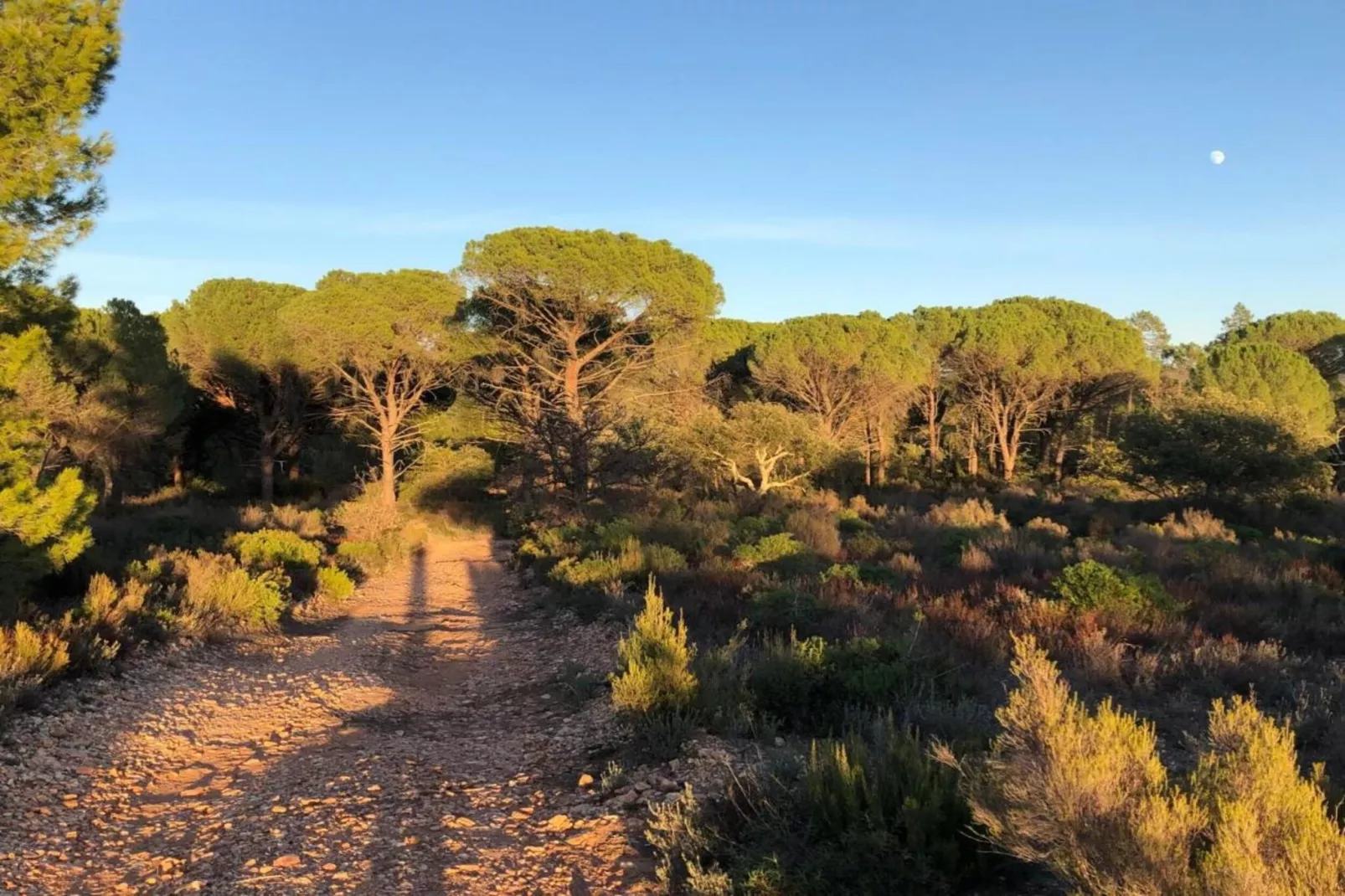 Mimosas-Gebieden zomer 20km