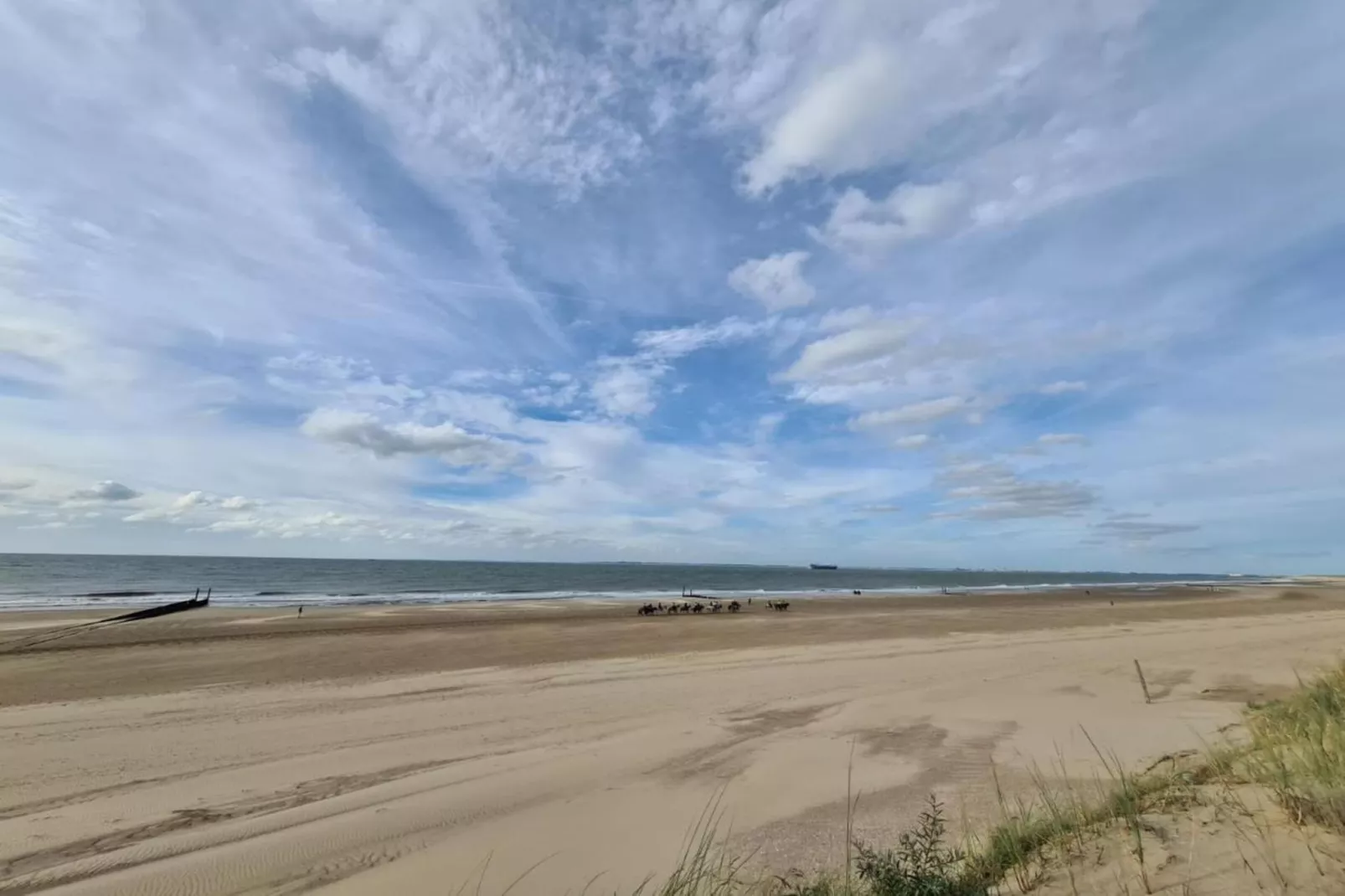 Schoneveld 146 Zeemeeuw Breskens-Gebieden zomer 20km