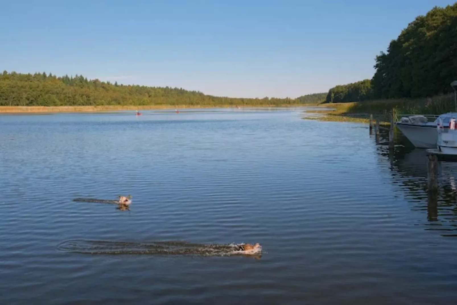 Wildgans Classic 246-Gebieden zomer 1km