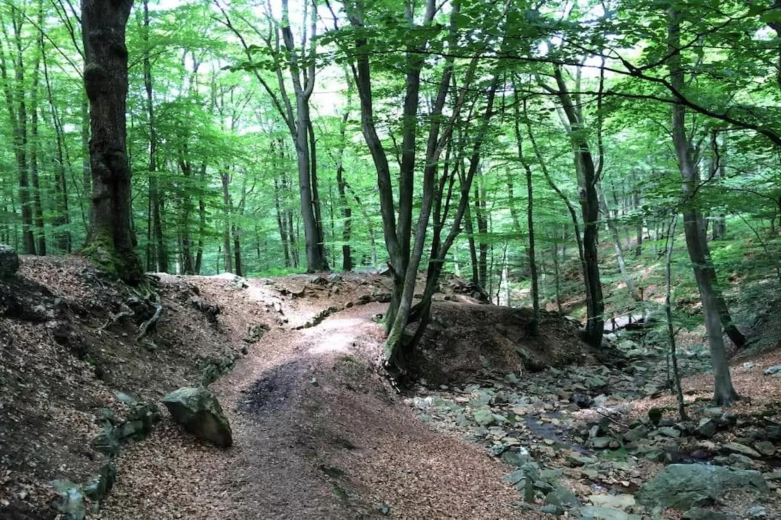 La lavande-Gebieden zomer 20km