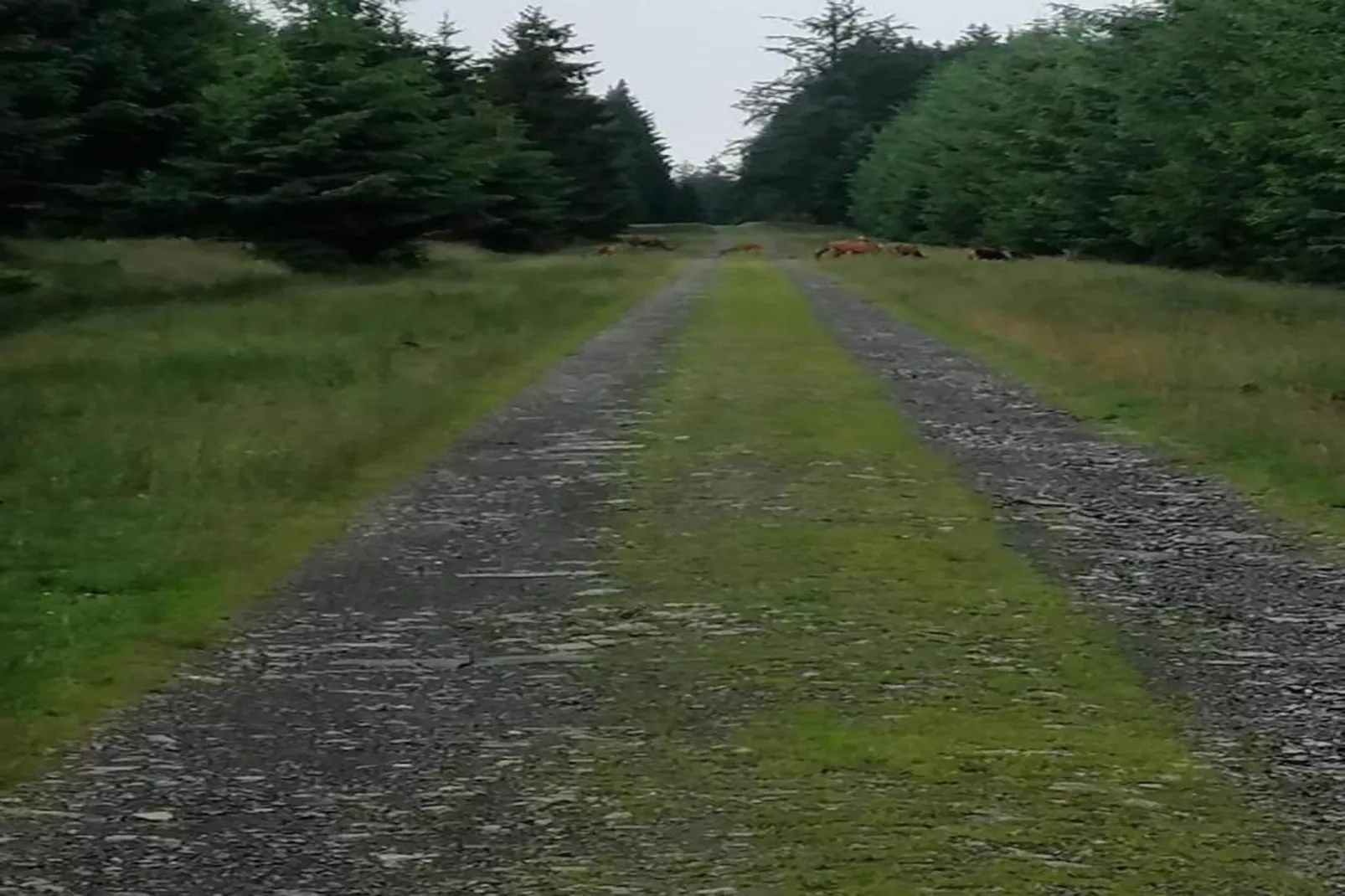 Orchidee-Gebieden zomer 20km