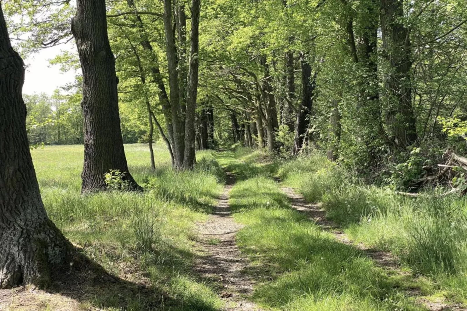 Waldblick-Gebieden zomer 5km