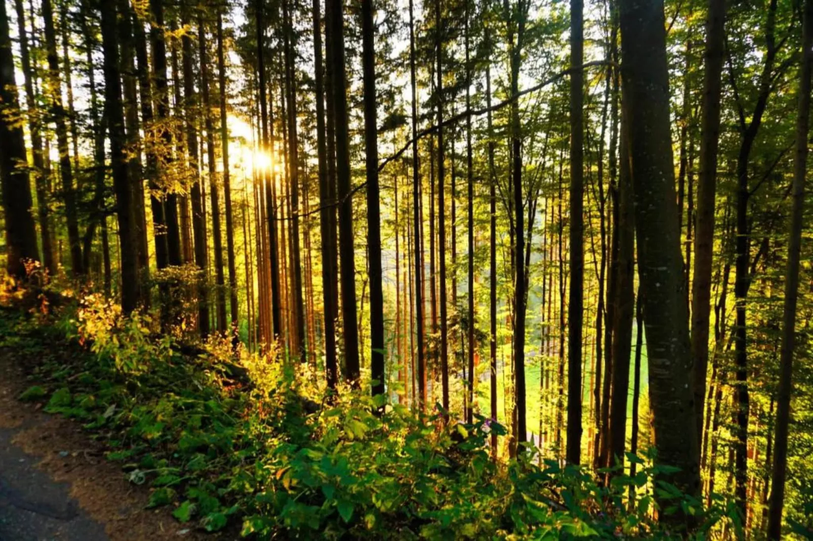 Brigachmühle-Gebieden zomer 20km