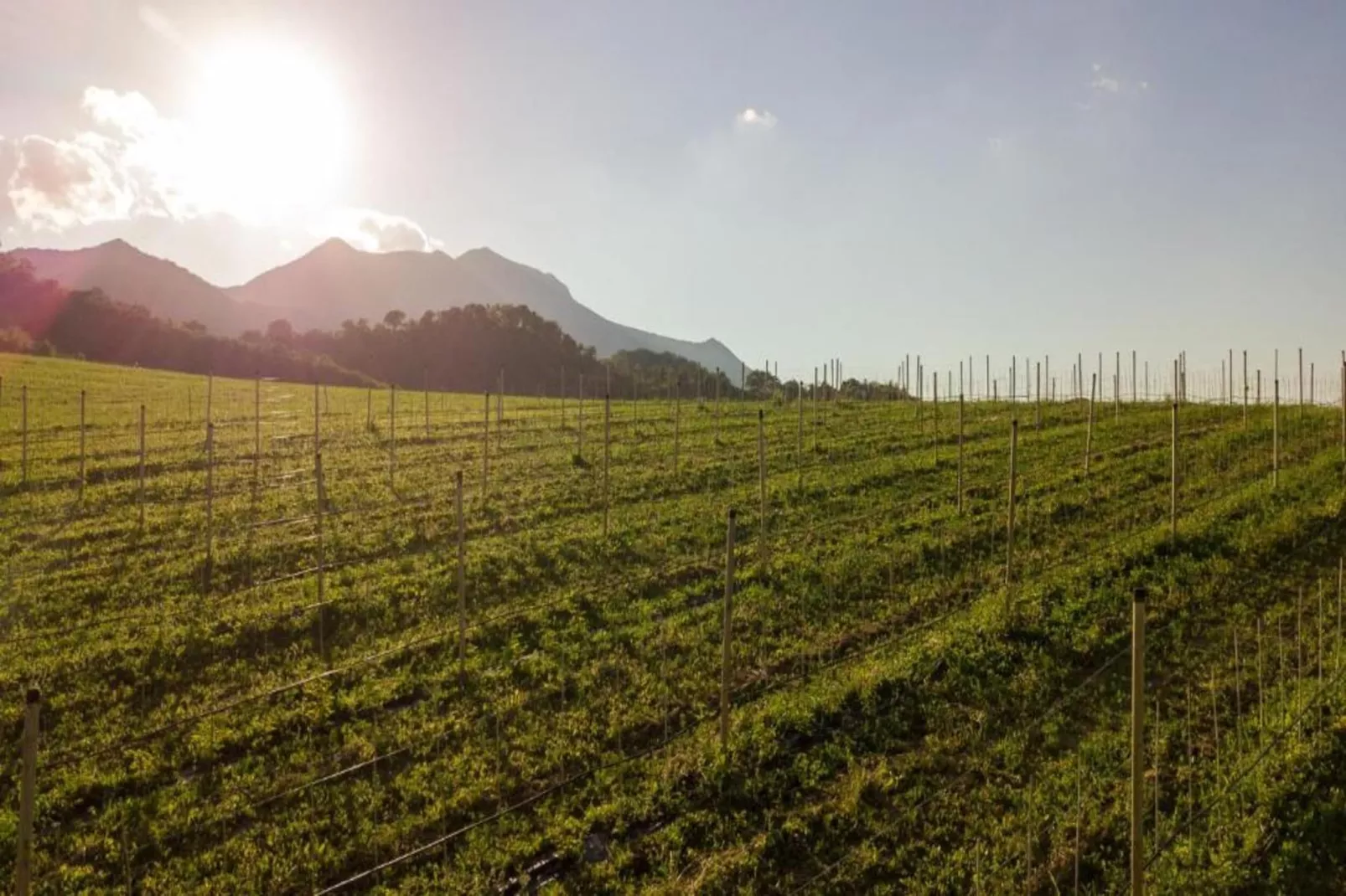 Borgo Cinque-Gebieden zomer 20km