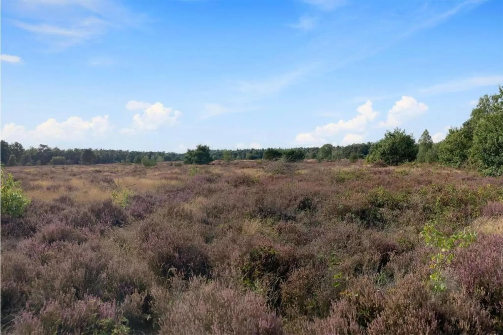 De Veluwse Hoevegaerde 5-Gebieden zomer 5km