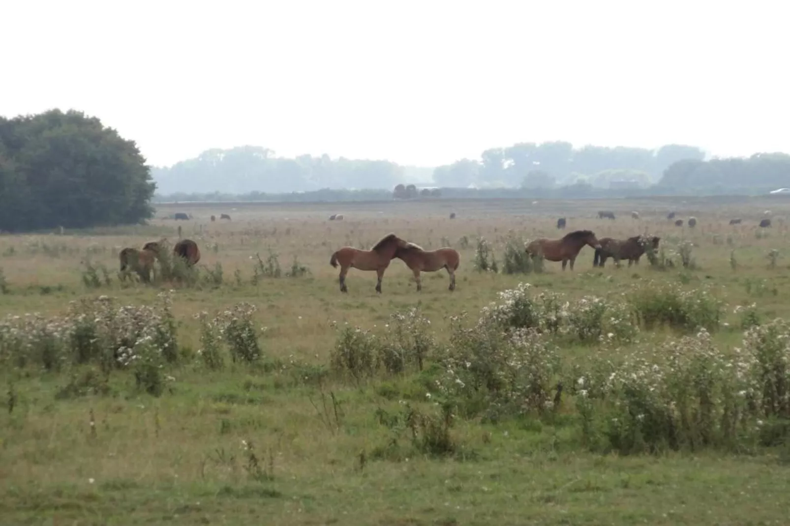 Vakantiepark Schaijk 2-Gebieden zomer 5km