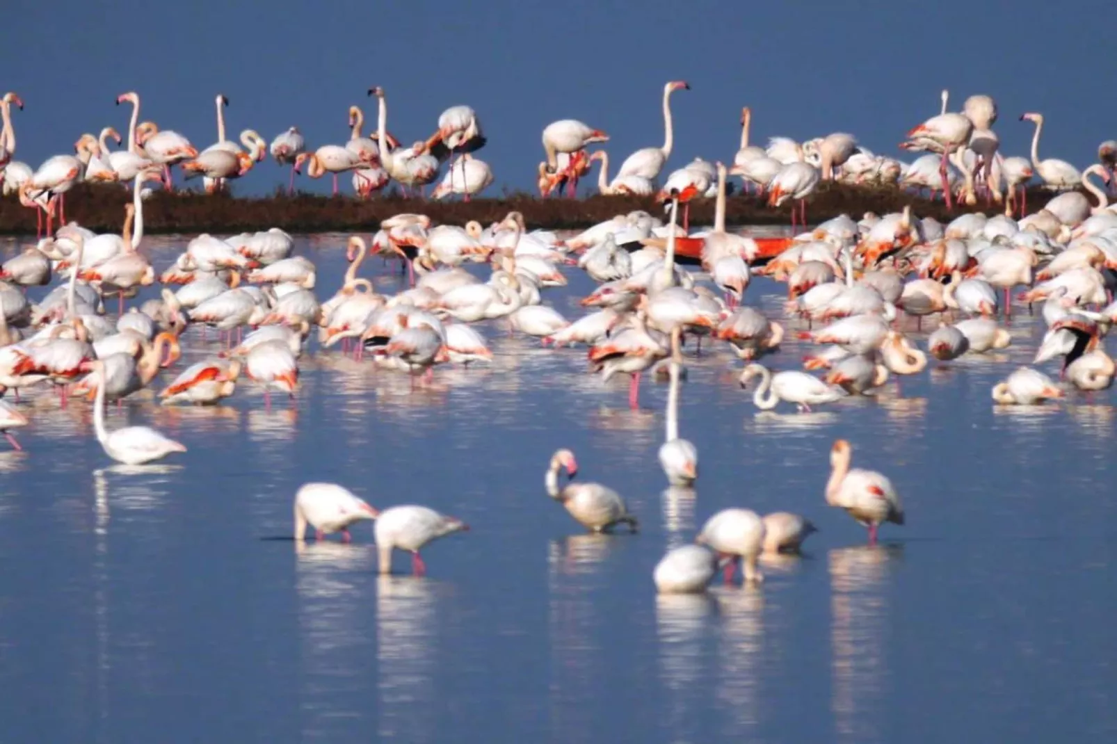 Case Mobili Mimosa-Gebieden zomer 20km