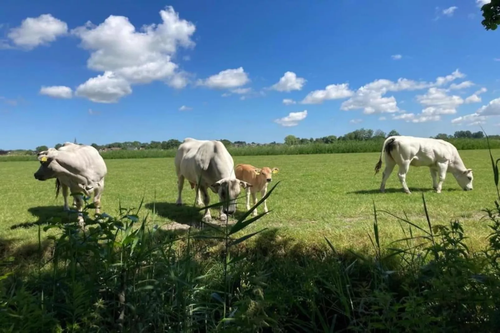 Huisje 'In de Tuin' B-Gebieden zomer 20km