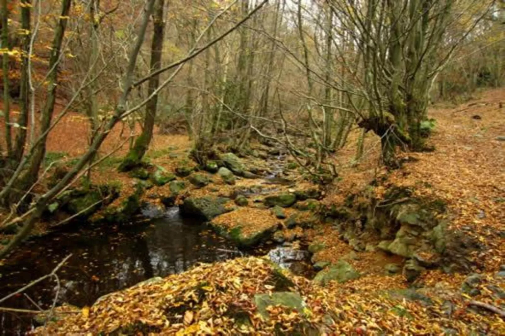 Orchidee-Gebieden zomer 20km
