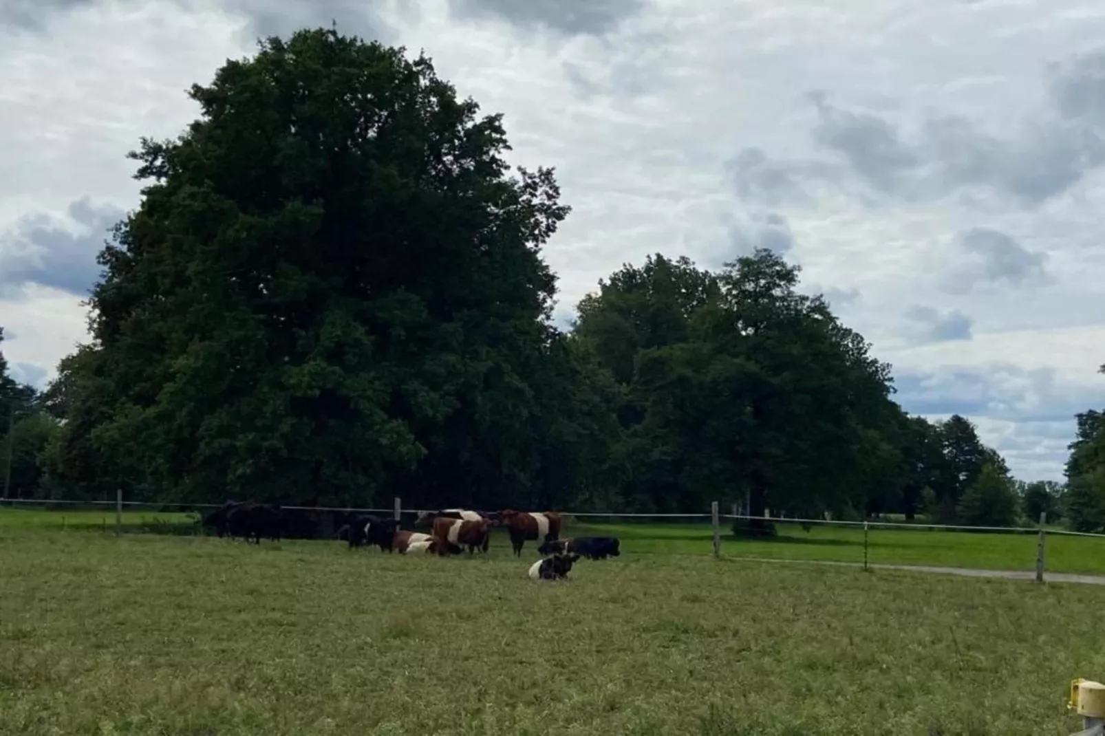Waldblick-Gebieden zomer 5km