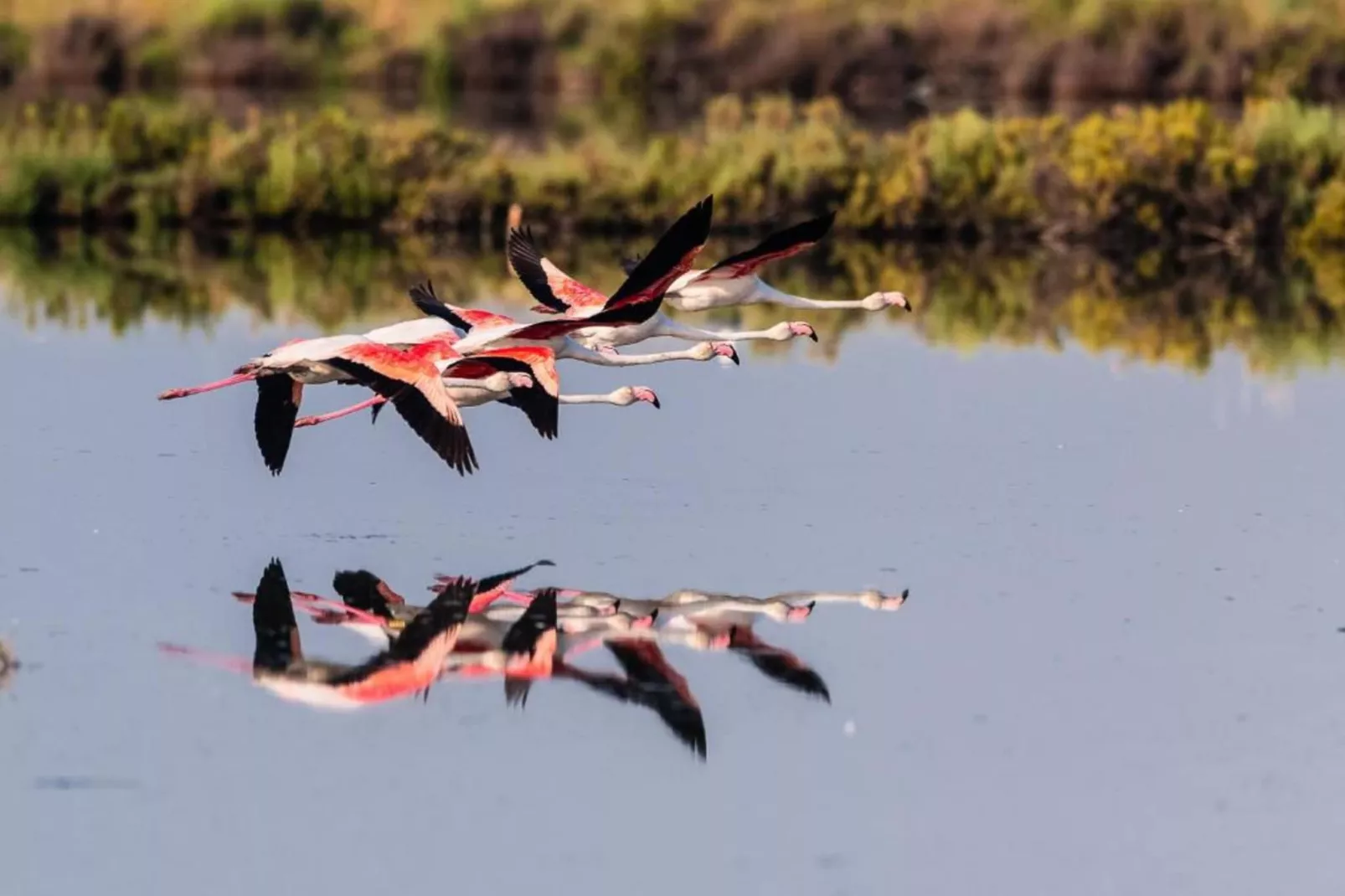 Ceseta 7 - Gebieden zomer 1km