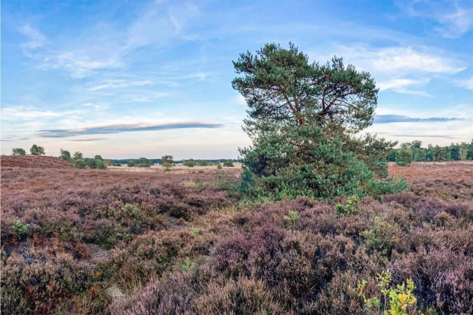 De Veluwse Hoevegaerde 5-Gebieden zomer 5km