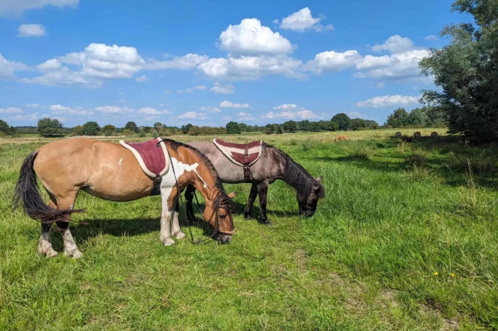 Vakantie bij Meeussen - Molendal 2-Gebieden zomer 20km