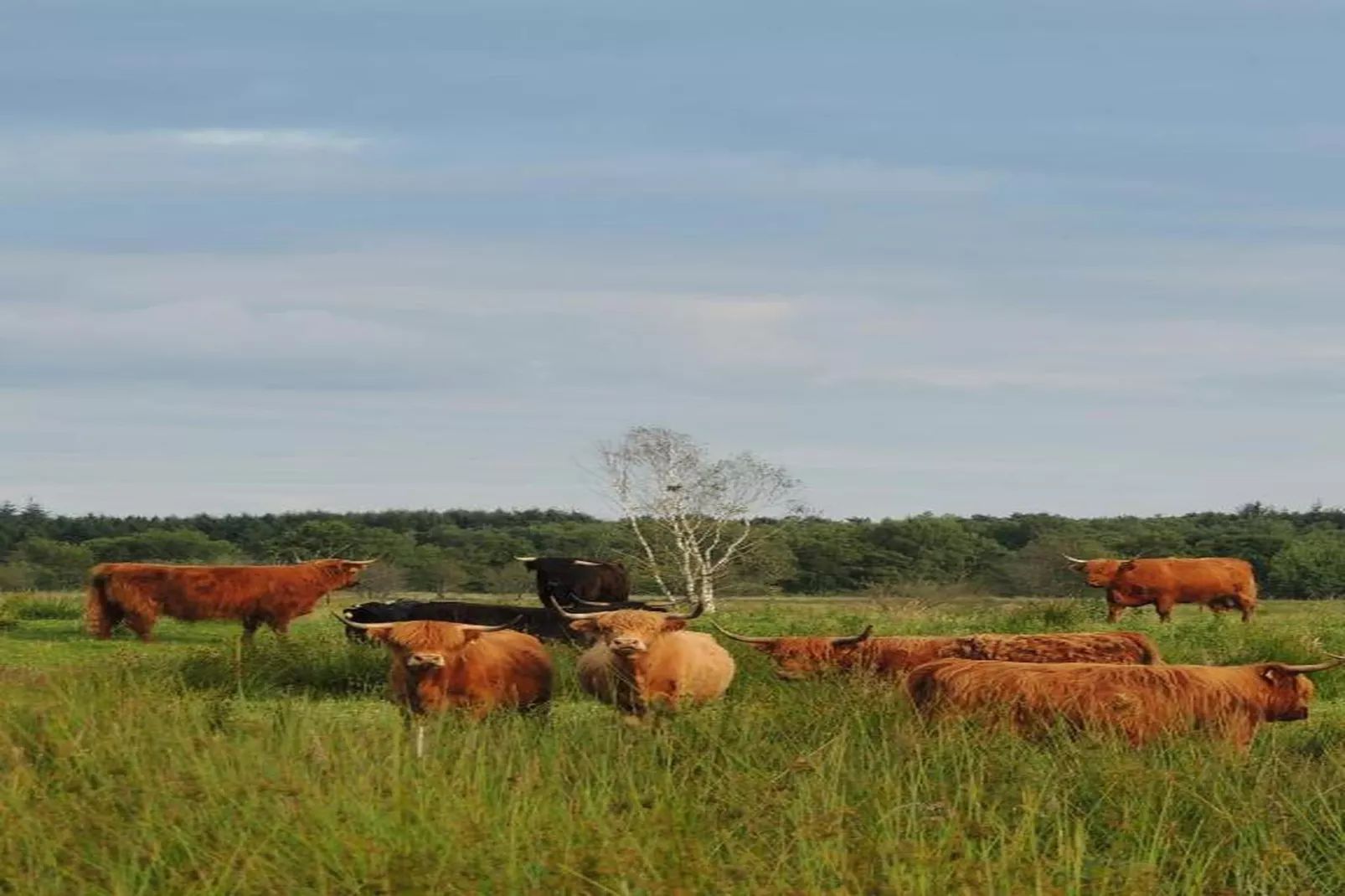RCN Vakantiepark de Roggeberg 4-Gebieden zomer 20km