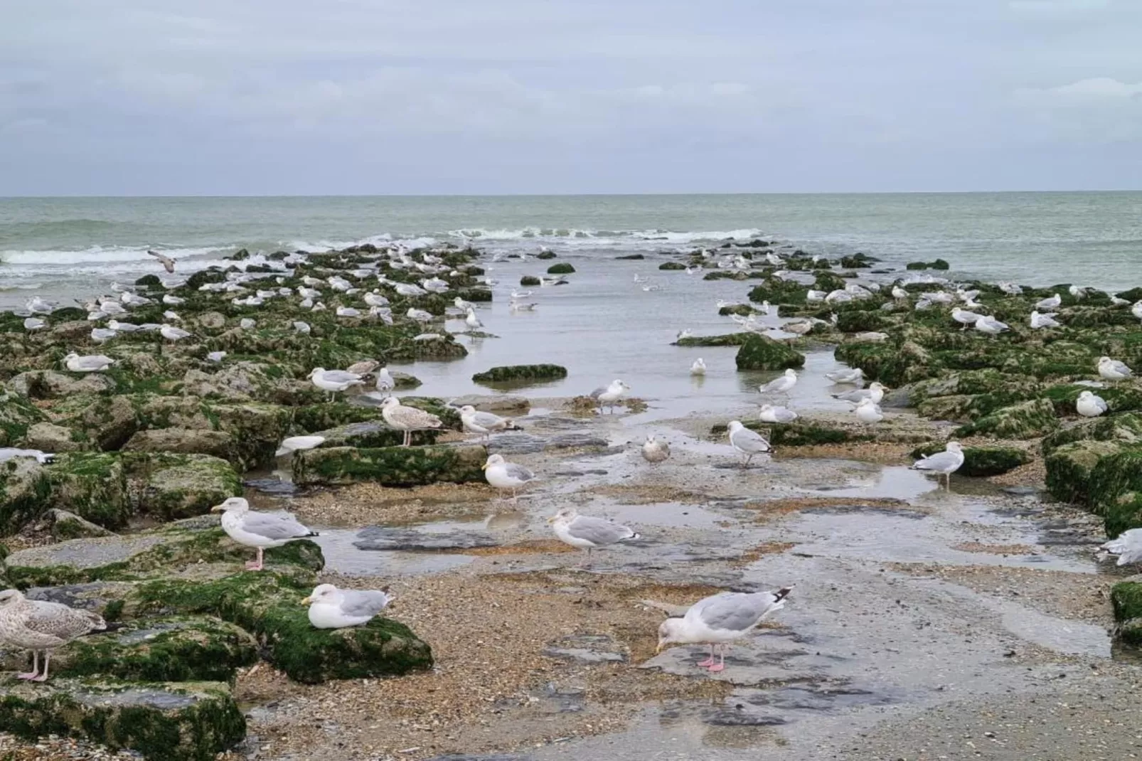 Seahouse 102-Gebieden zomer 1km