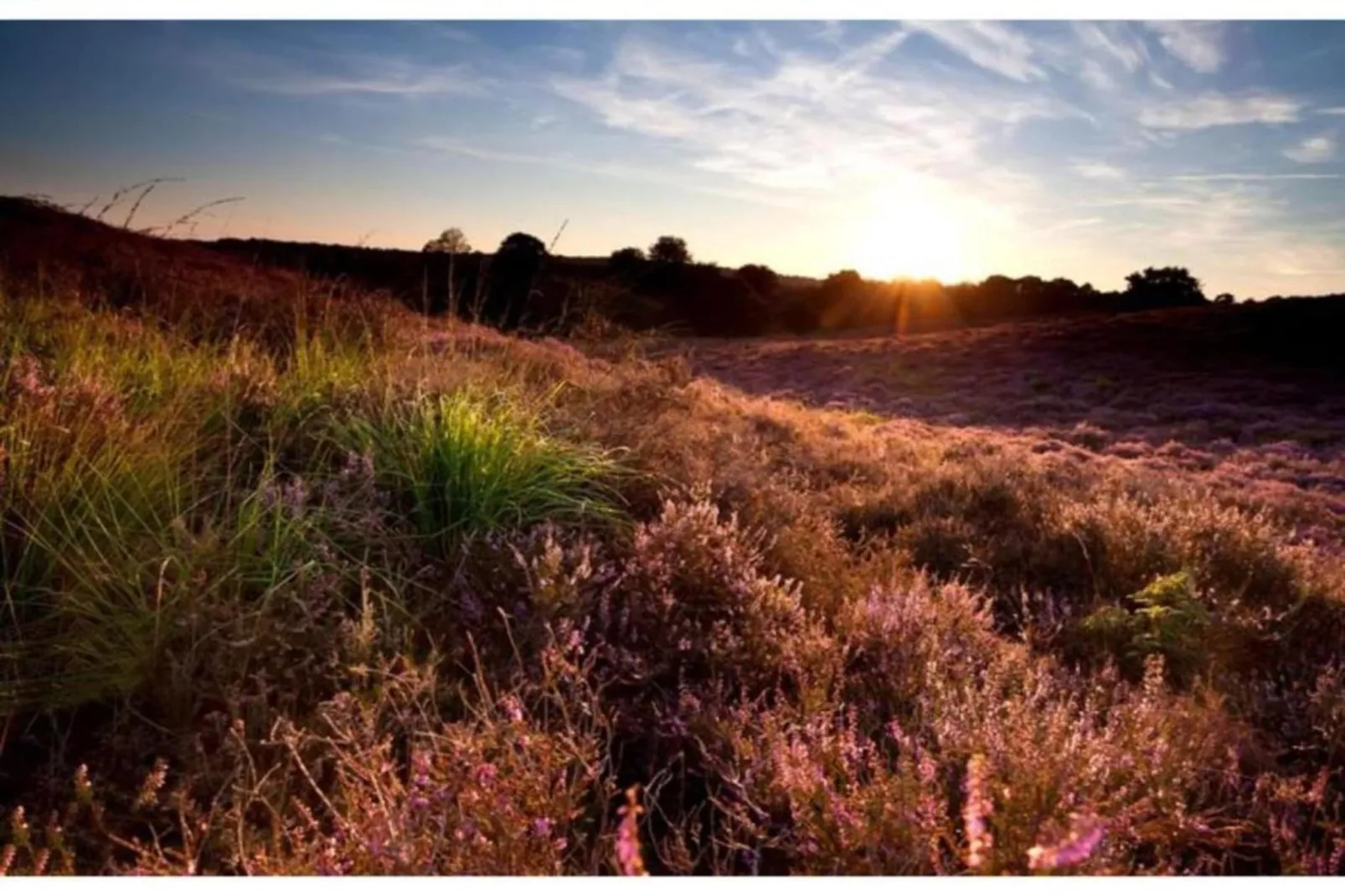 Dwergarend 17-14-Gebieden zomer 20km