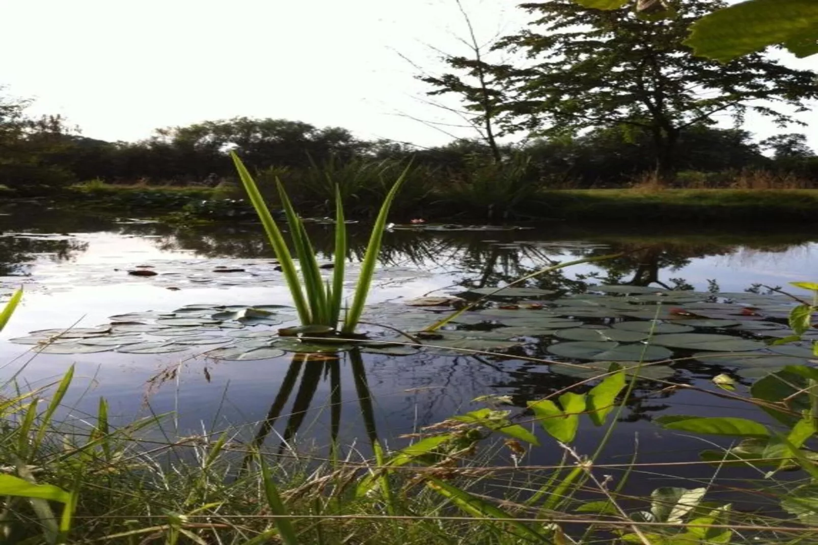 Ferienresort Bad Bentheim 31-Gebieden zomer 20km