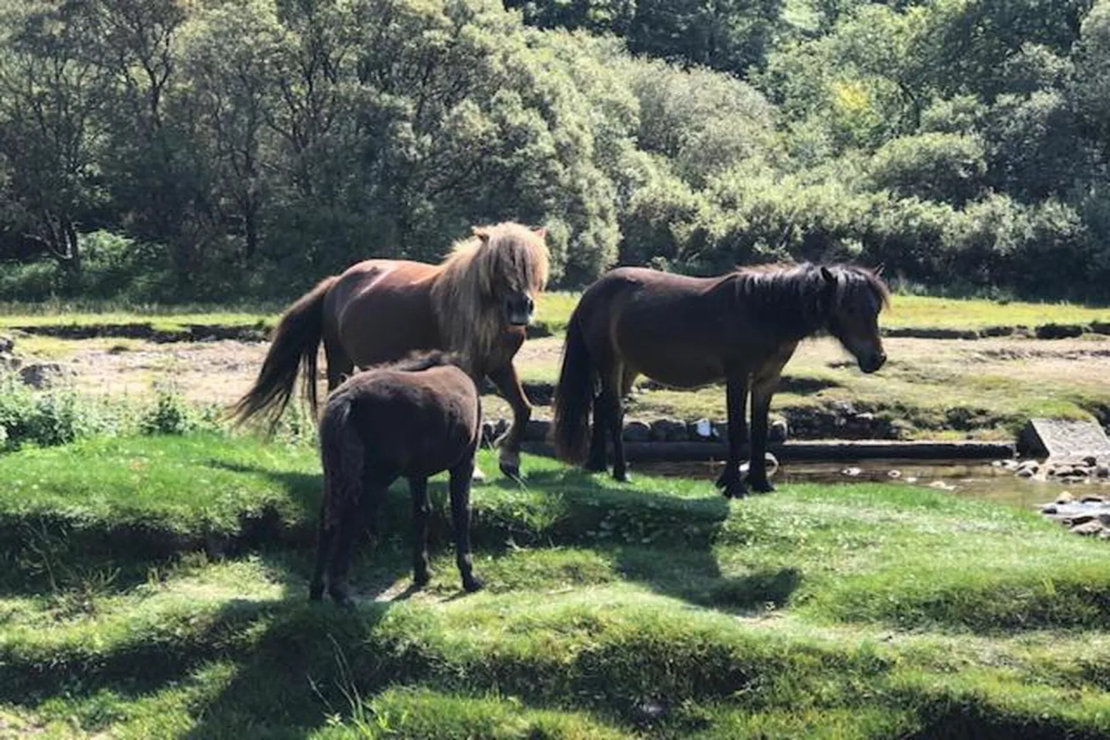 Little Dunley - Hazel-Gebieden zomer 20km