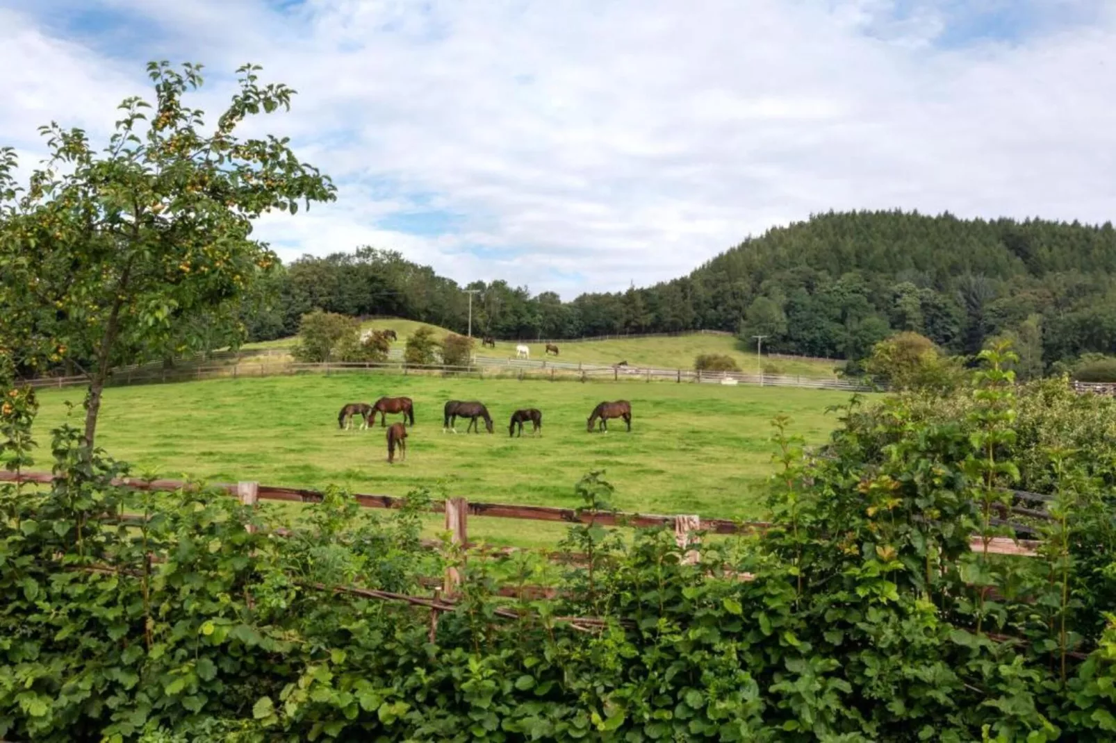 Ryedale Hall Cottage-Gebieden zomer 5km