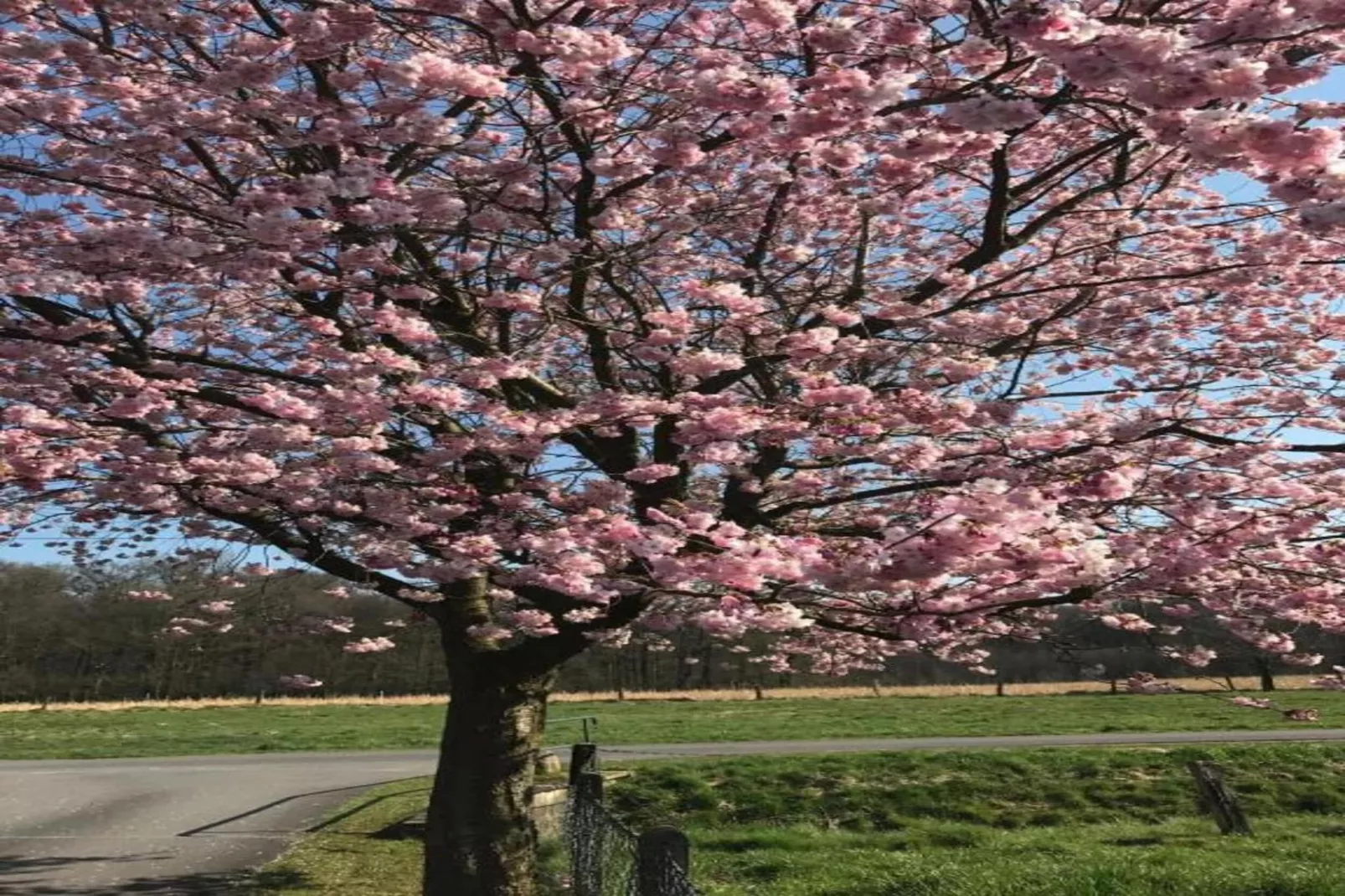 Ferienresort Bad Bentheim 7-Gebieden zomer 20km