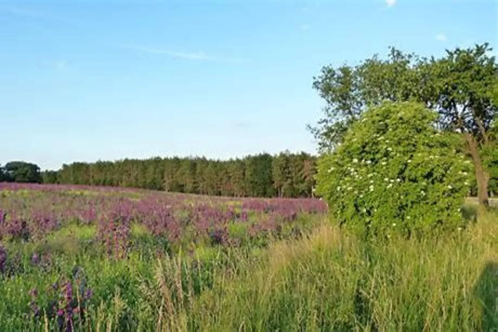 Ferienhaus in Wieda-Gebieden zomer 5km