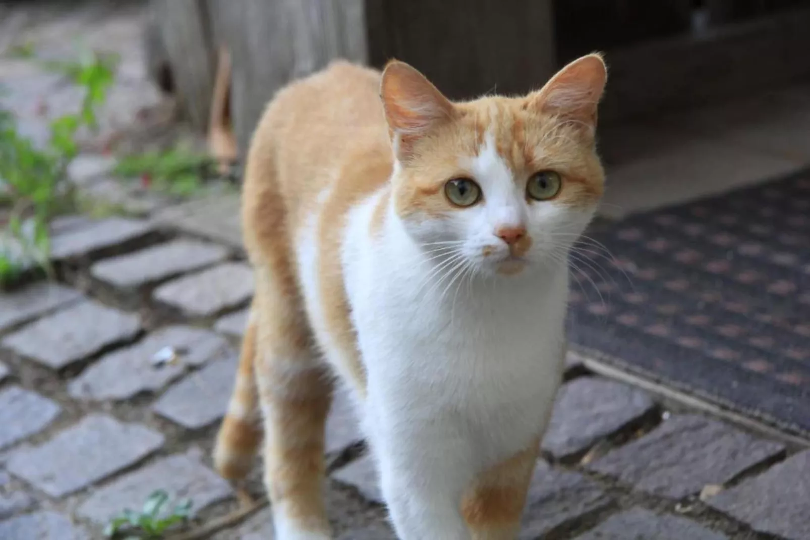 Villa Convivium Anthéor-Sfeer