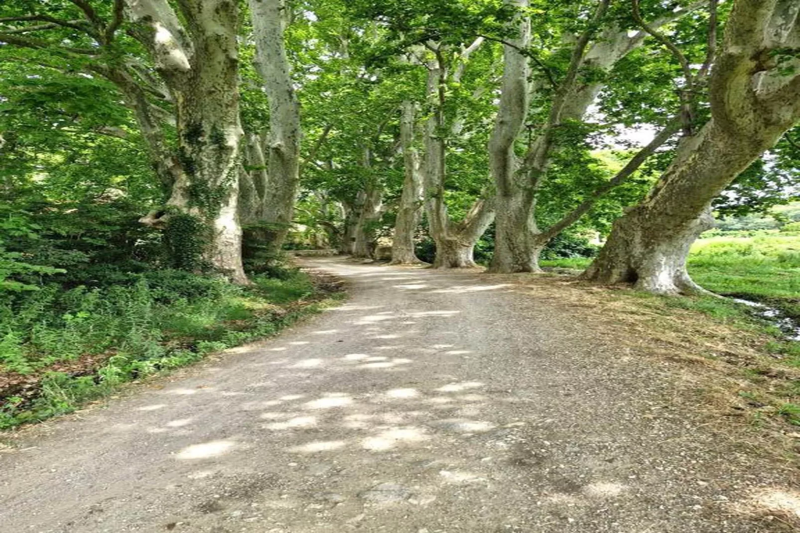 Résidence Le Mas des Alpilles 2-Gebieden zomer 20km